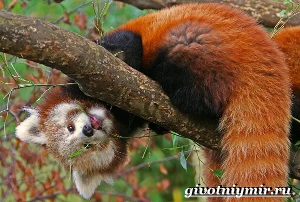 Красная-панда-Среда-обитания-и-особенности-красной-панды