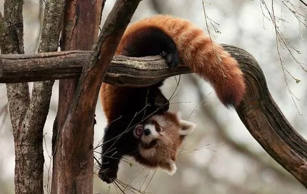 Красная-панда-животное-Описание-особенности-виды-образ-жизни-и-среда-обитания-панды-12