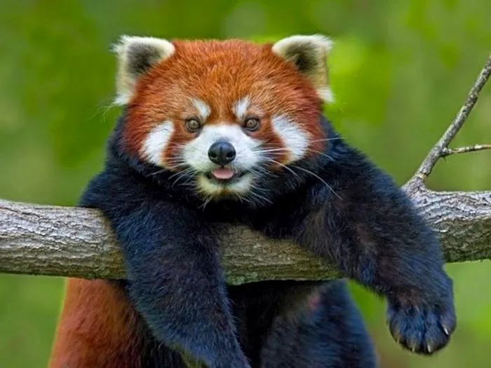 Красная-панда-Описание-и-образ-жизни-красной-панды-9