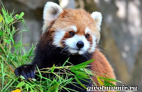 Красная-панда-Среда-обитания-и-особенности-красной-панды-5