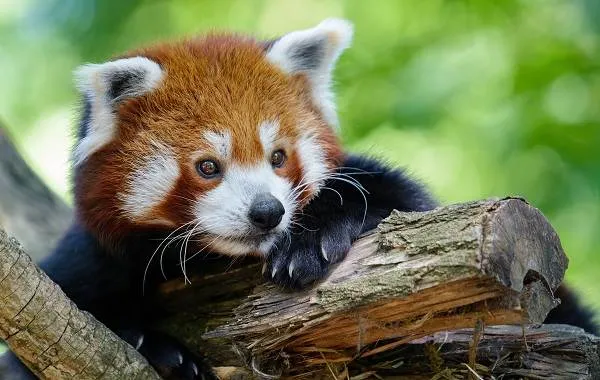 Красная-панда-животное-Описание-особенности-виды-образ-жизни-и-среда-обитания-панды-10