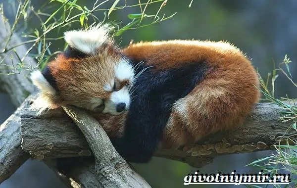 Красная-панда-Среда-обитания-и-особенности-красной-панды-4