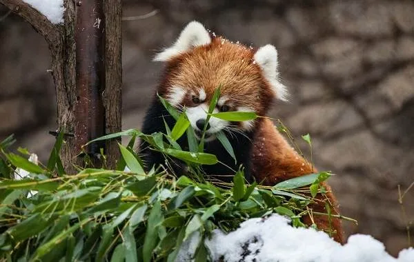Красная-панда-животное-Описание-особенности-виды-образ-жизни-и-среда-обитания-панды-3