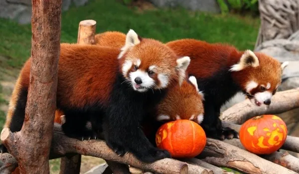 Фото: Малая красная панда