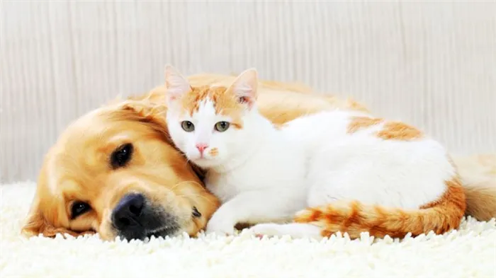 Собака и кошка спят