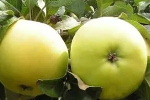 Описание и характеристики сорта яблок Каштеля, сбор и хранение урожая, разновидности