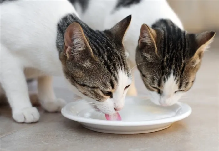 Можно ли кошкам пить молоко?
