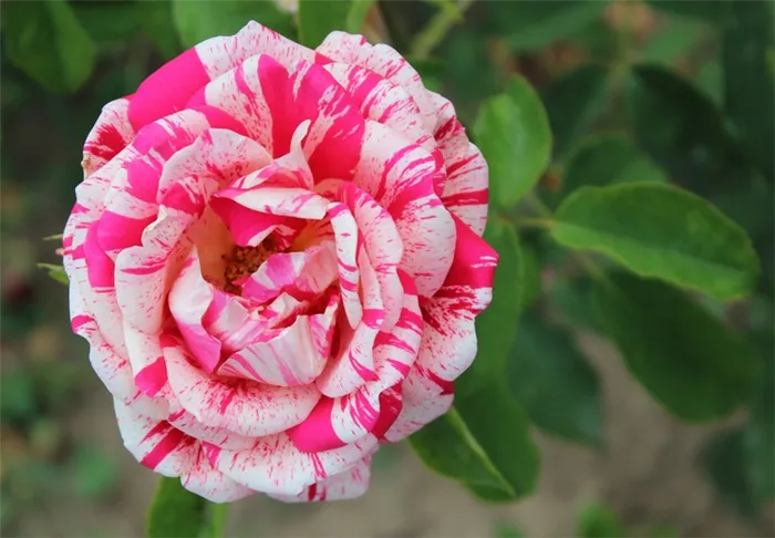 Папагено (Polyantha Rose Papageno)