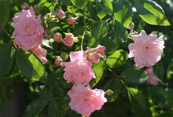 Виды и сорта полиантовой розы