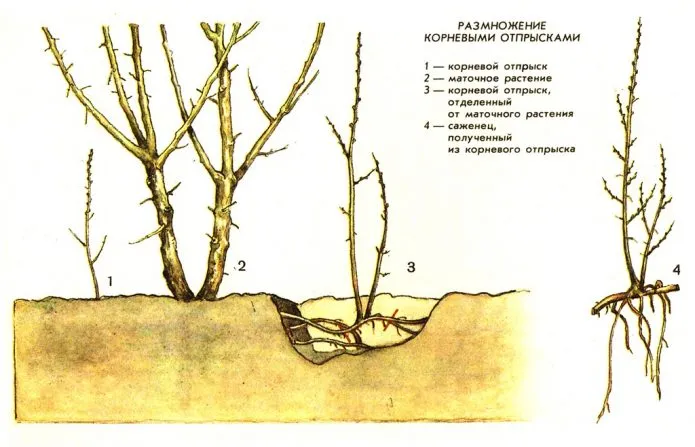 Размножение плодового дерева корневой порослью
