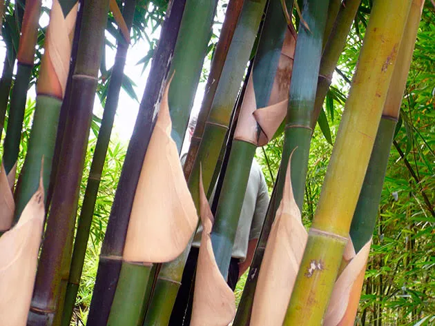 Пересадка и размножение бамбука