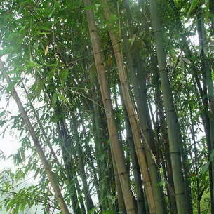 Бамбук: как выглядит и как выращивать