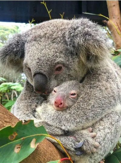 коала в контактном зоопарке в екатеринбурге в тц фан фан фото