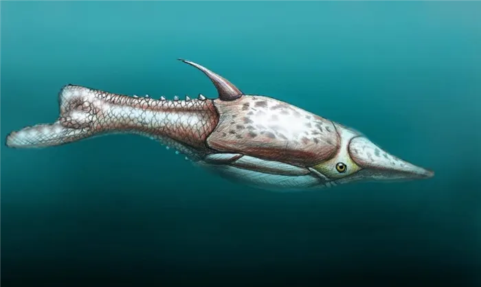 Рисунок агнатии - одного из предположительных предков рыб