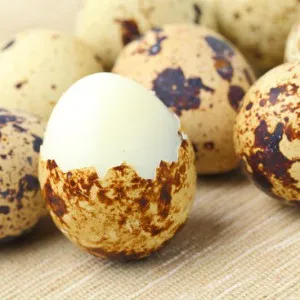 Перепелиные яйца не содержат сальмонеллу
