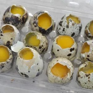 Кому полезны перепелиные яйца