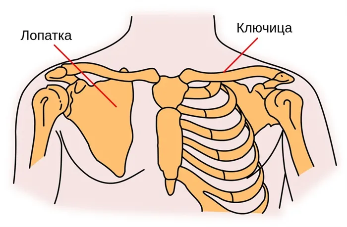 Лопатка и ключица человека