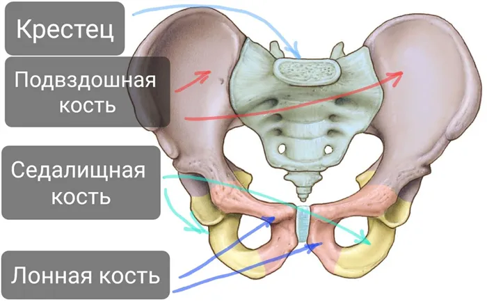 Строение таза