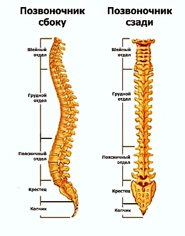 Строение позвоночника