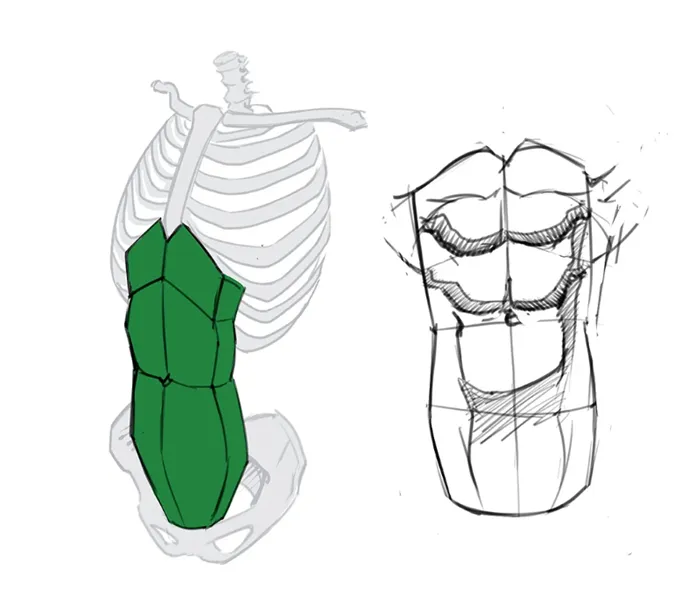 Как рисовать торс — разбор анатомических особенностей и пример пайплайна отрисовки