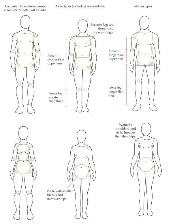 Изображение различных типов телосложения