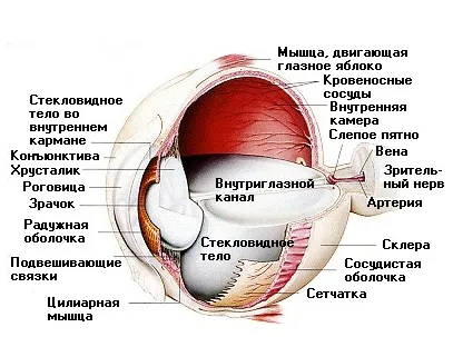 Строение глаза человека