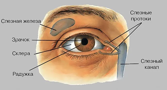 Строение глаза человека