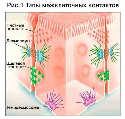 Синдром дырявого кишечника