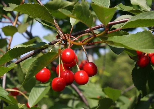 Вишня кислая (Prunus cerasus). Сорт 'Achat'