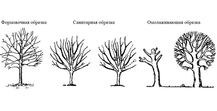 Какой может быть обрезка