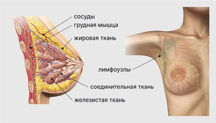 Строение груди