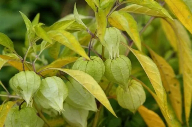 Физалис длиннолистный (Physalis longifolia)