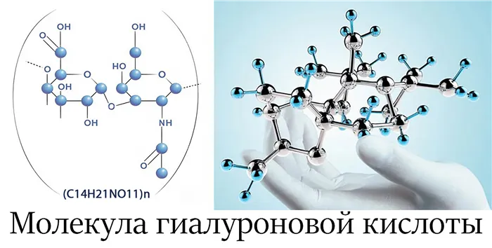 Молекула гиалуроновой кислоты