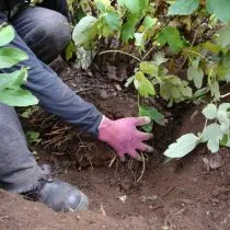 При выкопке куста древовидного пиона для пересадки на новое место старайтесь перенести растение с земляным комом