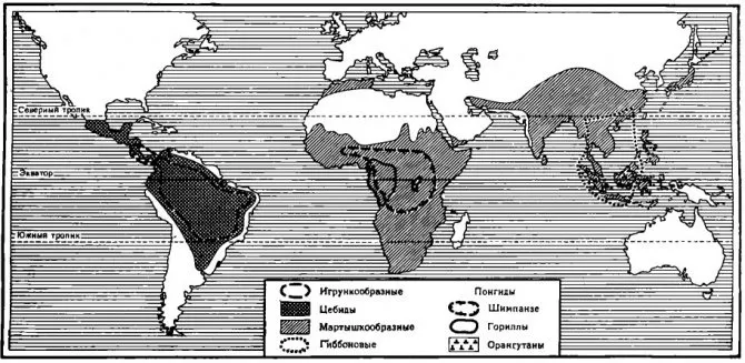 Ареал обитания обезьян