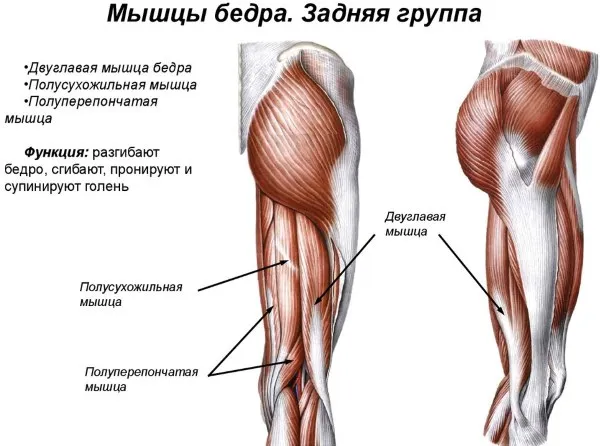 Бёдра у девушек. Где находятся, фото, анатомия, как сделать красивыми