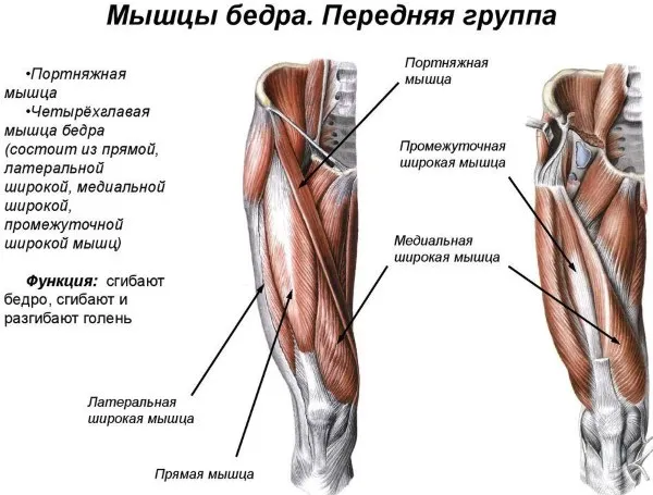 Бёдра у девушек. Где находятся, фото, анатомия, как сделать красивыми