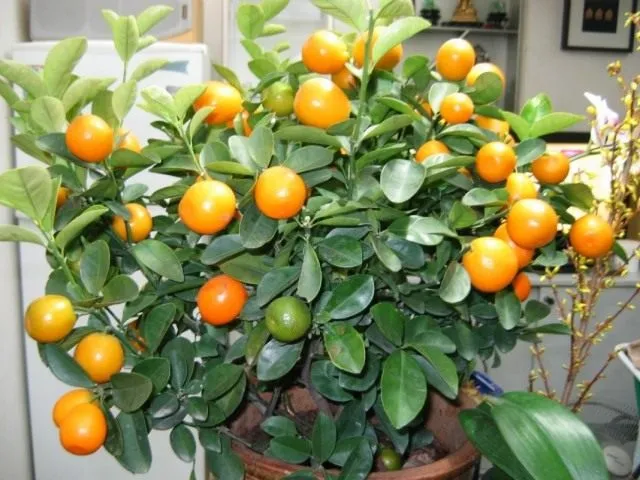 Мандариновое дерево (Citrus reticulata)