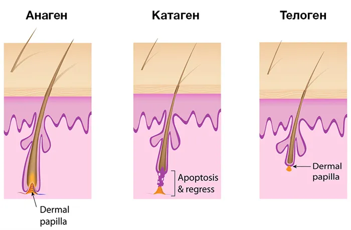 Фазы роста волос