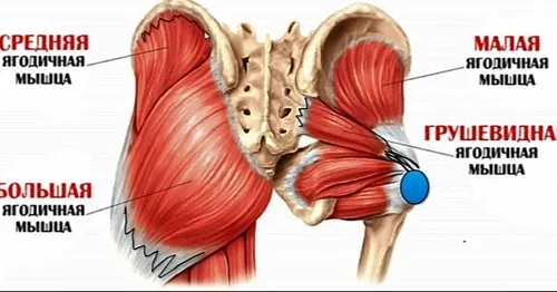 Попа полочкой: как сделать ее круглой и убрать впадины по бокам? Средняя ягодичная мышца