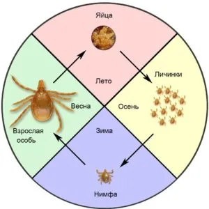 фазы развития клещей по временам года