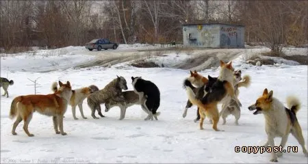 свадьба бульдогов