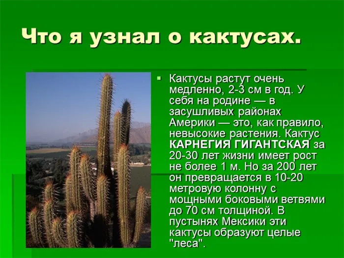 Что я узнал о кактусах. Кактусы растут очень медленно, 2-3 см в год. У себя на.