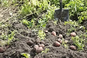 Когда копать картошку: благоприятные дни по лунному календарю, народные приметы и советы