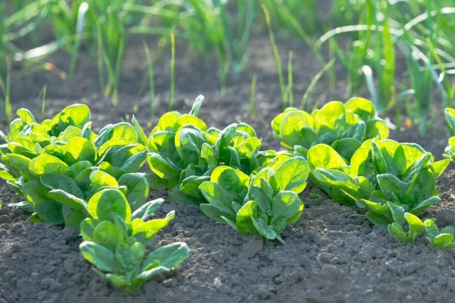 Огородный шпинат (Spinacia oleracea)