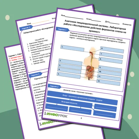 Рабочий лист Анатомия пищеварительной системы. Лабораторная работа Исследование действия ферментов слюны на крахмал
