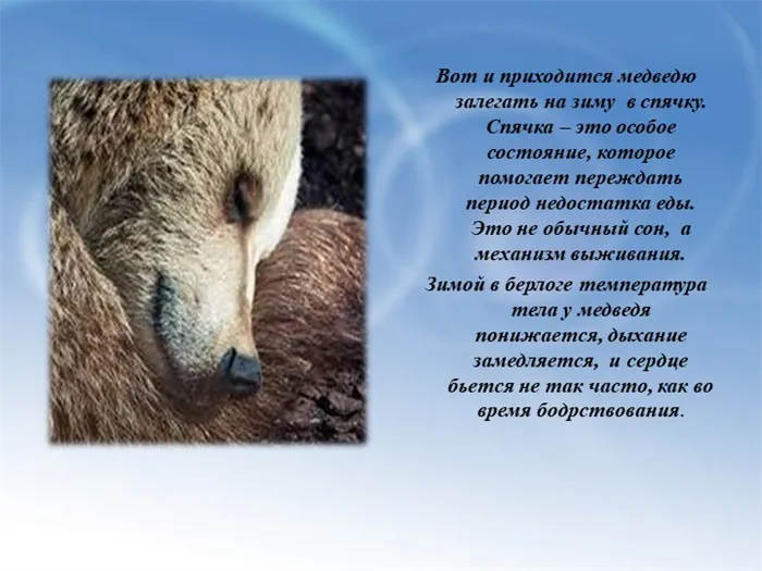 Вот и приходится медведю залегать на зиму в спячку. Спячка – это особое состояние, которое помогает переждать период недостатка еды.