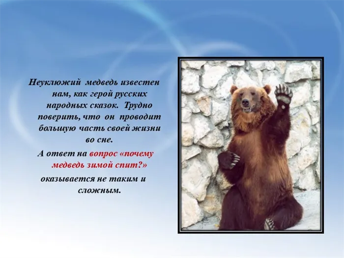 Неуклюжий медведь известен нам, как герой русских народных сказок. Трудно поверить, что он проводит большую часть своей жизни во сне.