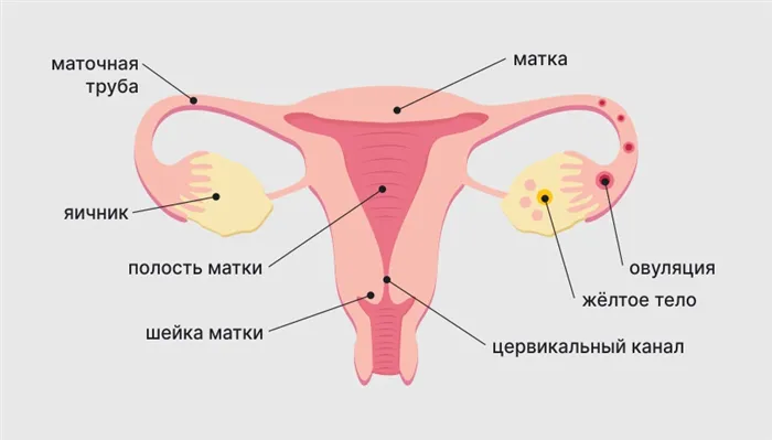 Анатомия внутренних органов репродуктивной системы женщины