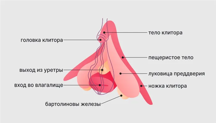 Строение клитора